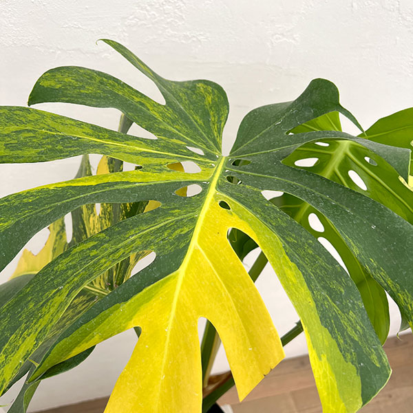 モンステラ：デリシオーサ イエローマリリン 6号鉢植え