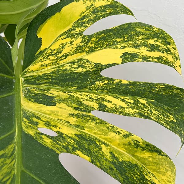 モンステラ：デリシオーサ イエローマリリン 6号鉢植え