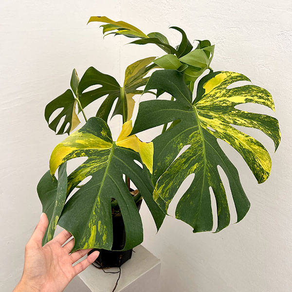 モンステラ：デリシオーサ イエローマリリン 6号鉢植え
