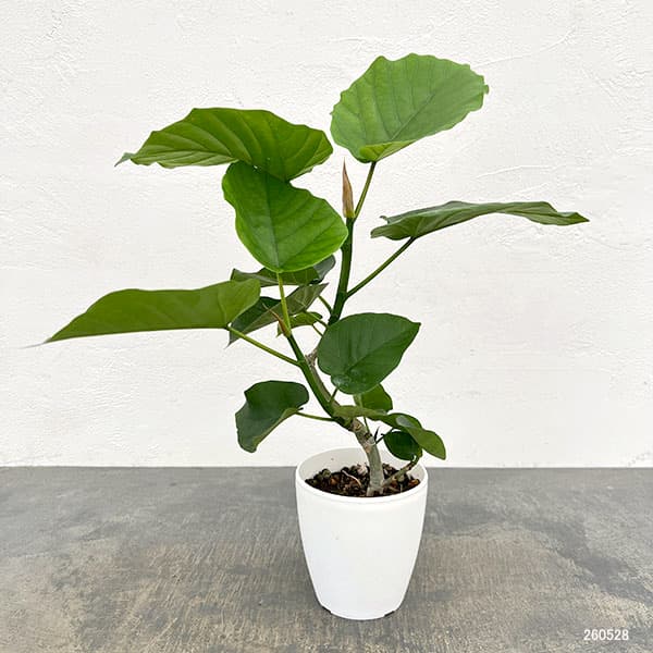 フィカス：ウンベラータ（曲がり仕立て）4号鉢植え