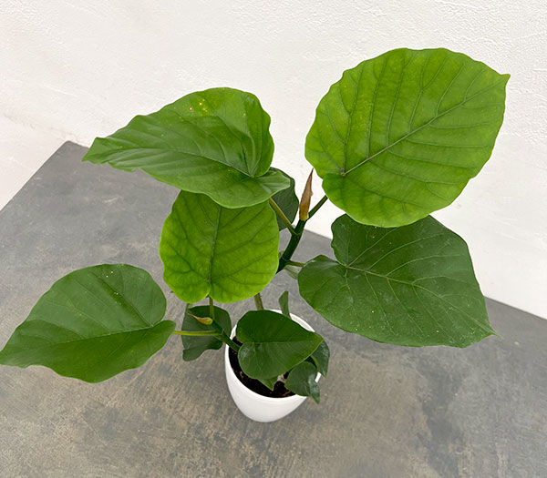 フィカス：ウンベラータ（曲がり仕立て）4号鉢植え