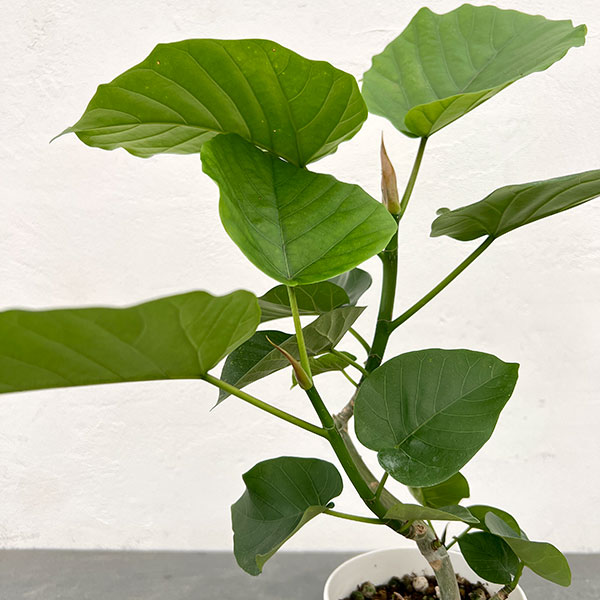 フィカス：ウンベラータ（曲がり仕立て）4号鉢植え