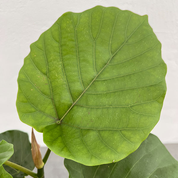 フィカス：ウンベラータ（曲がり仕立て）4号鉢植え