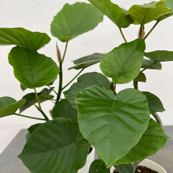 フィカス：ウンベラータ（曲がり仕立て）4号鉢植え