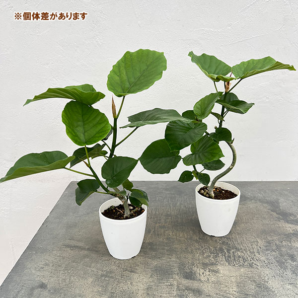 フィカス：ウンベラータ（曲がり仕立て）4号鉢植え