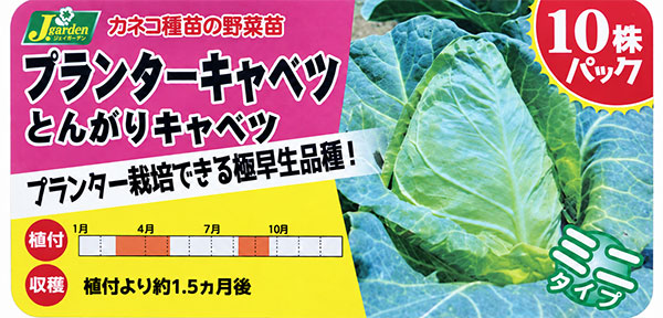 キャベツ：プランターとんがりキャベツ　苗10連カットパック苗（10株分）