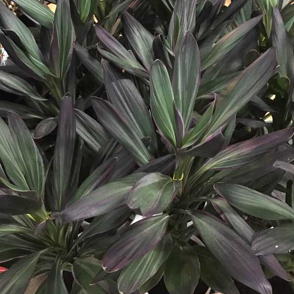 コルジリネ：サンゴ6号鉢植え