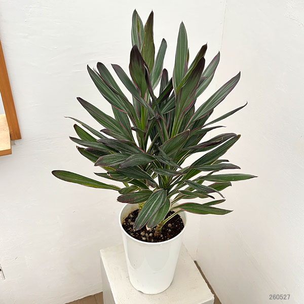 コルジリネ：サンゴ6号鉢植え