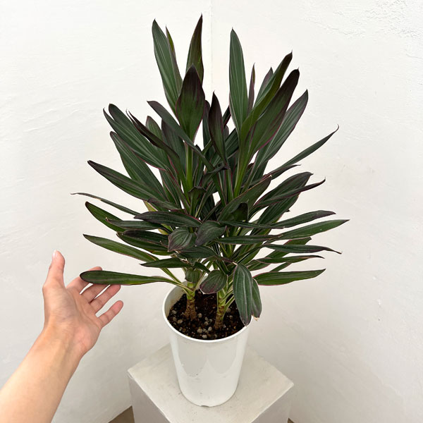コルジリネ：サンゴ6号鉢植え