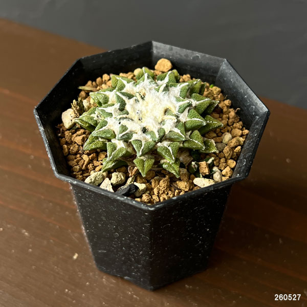 サボテン:アリオカルプス 黒牡丹 2.5号鉢植え26-01