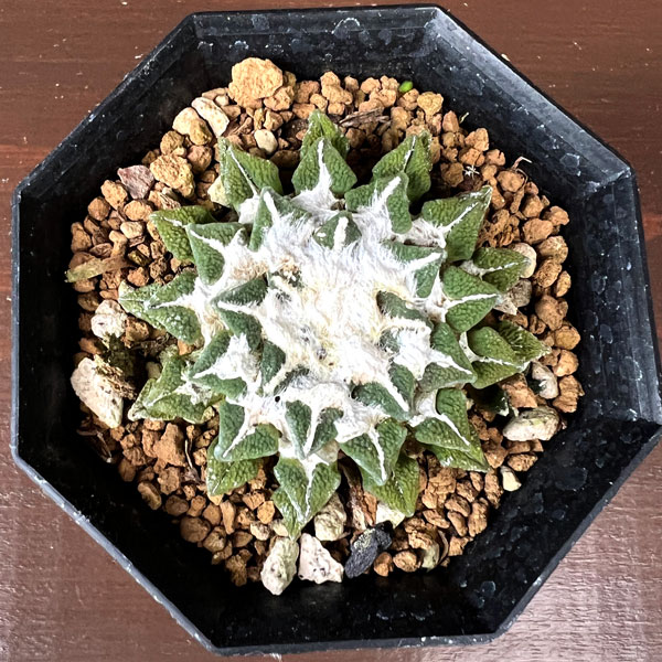 サボテン:アリオカルプス 黒牡丹 2.5号鉢植え26-01