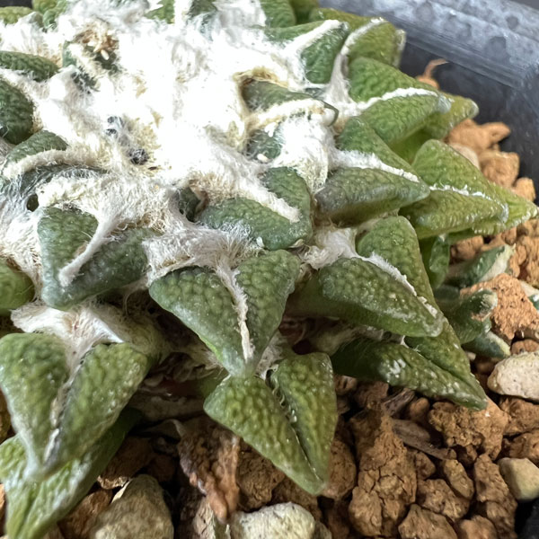 サボテン:アリオカルプス 黒牡丹 2.5号鉢植え26-01