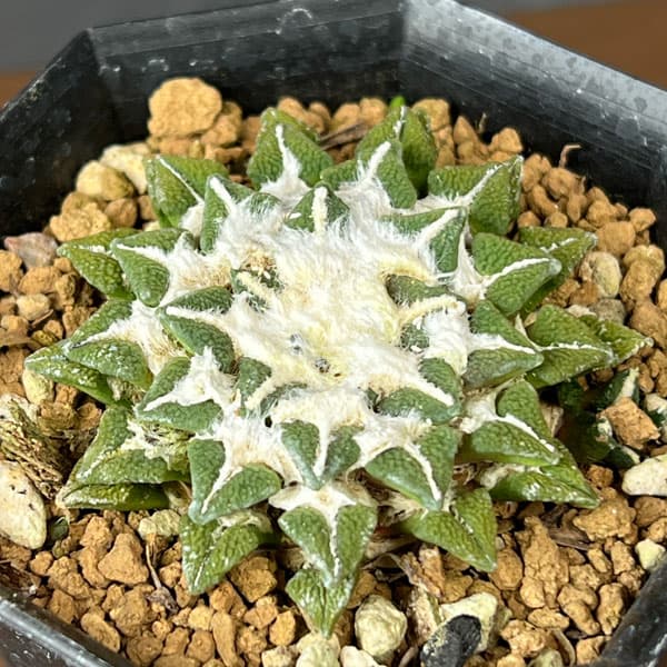 サボテン:アリオカルプス 黒牡丹 2.5号鉢植え26-01