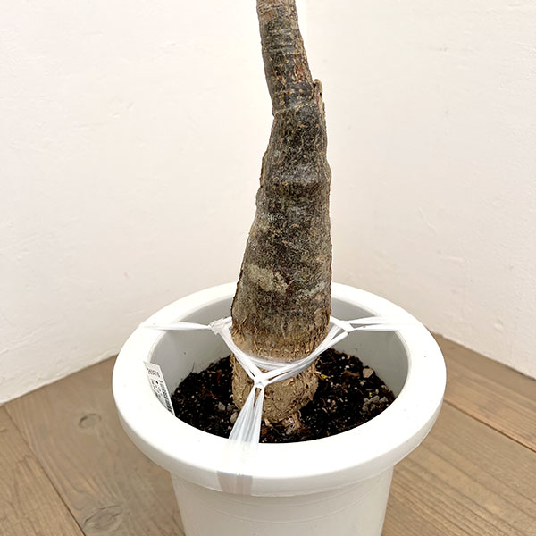 パキラ:グラブラ (実生株) 7号26-06