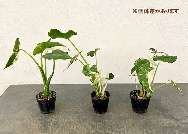 クワズイモ:斑入り 2.5号