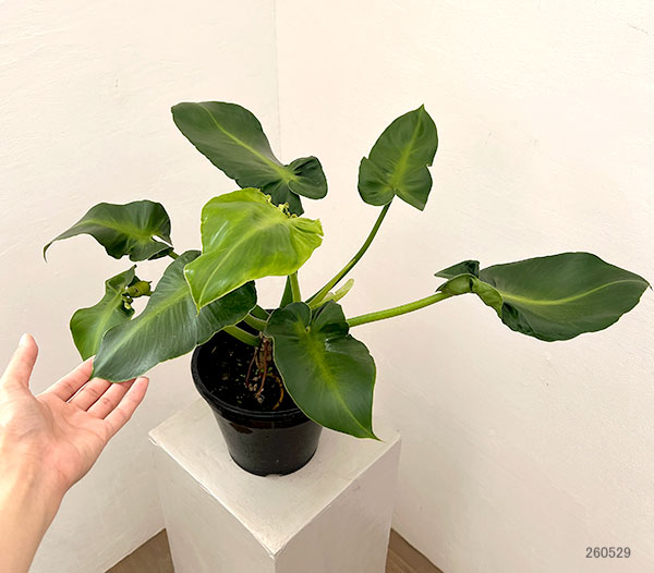 フィロデンドロン:マハラジャ 6号鉢植え
