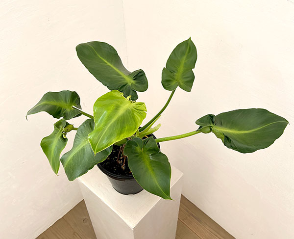フィロデンドロン:マハラジャ 6号鉢植え