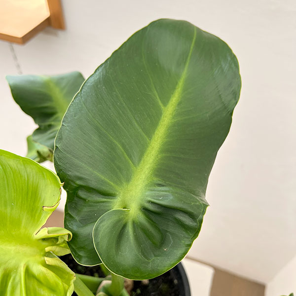 フィロデンドロン:マハラジャ 6号鉢植え