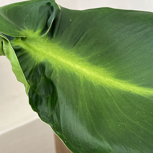 フィロデンドロン:マハラジャ 6号鉢植え