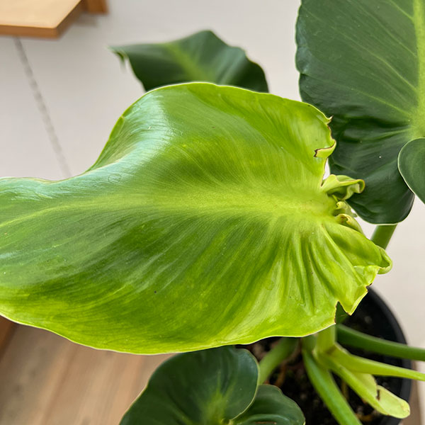 フィロデンドロン:マハラジャ 6号鉢植え