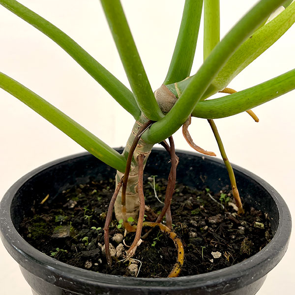 フィロデンドロン:マハラジャ 6号鉢植え
