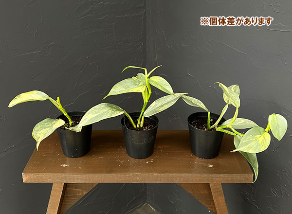 フィロデンドロン：シルバーメタル　斑入り　3号ポット