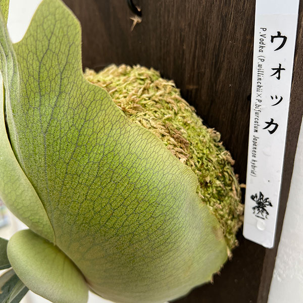 ビカクシダ(コウモリラン): ウォッカ(ベイチー×ビフルカツム) 板付け仕立て26-01