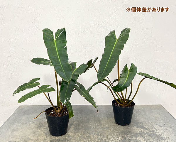 フィロデンドロン：ブラウン（ビレッタエ交配種）　4号ポット