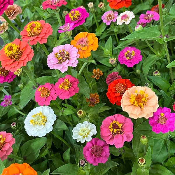 ジニア(百日草):サンボウ 花色ミックス3号ポット