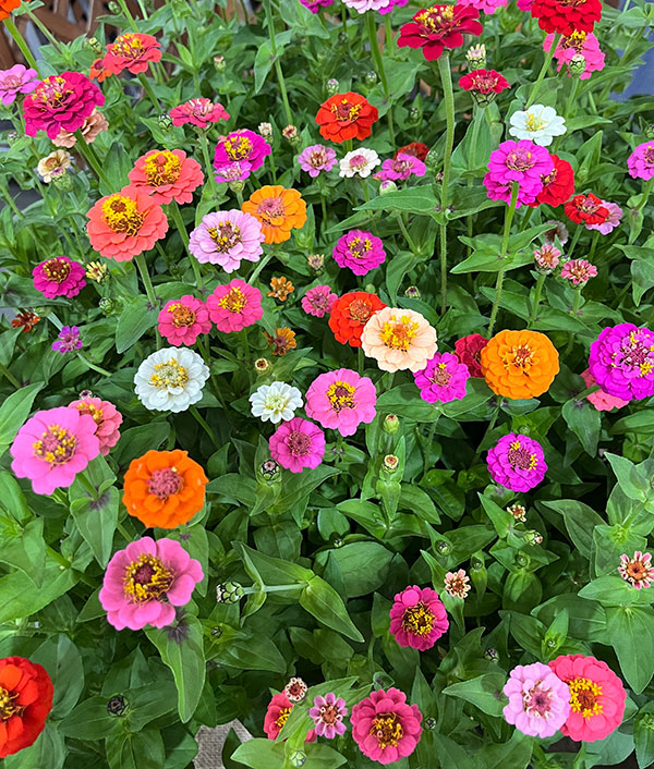ジニア(百日草):サンボウ 花色ミックス3号ポット