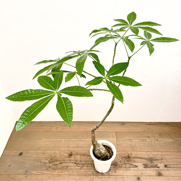 パキラ:グラブラ (実生株) 6号鉢植え26-06