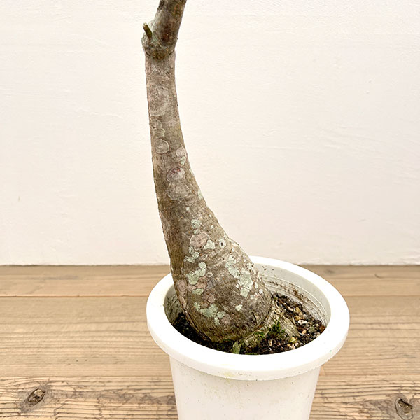 パキラ:グラブラ (実生株) 6号鉢植え26-06