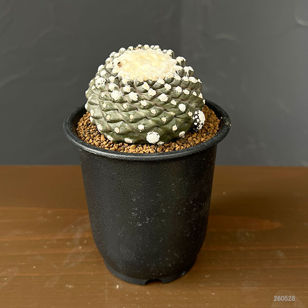 サボテン:コピアポアテヌイシマ(カキコ株) 3号鉢植え