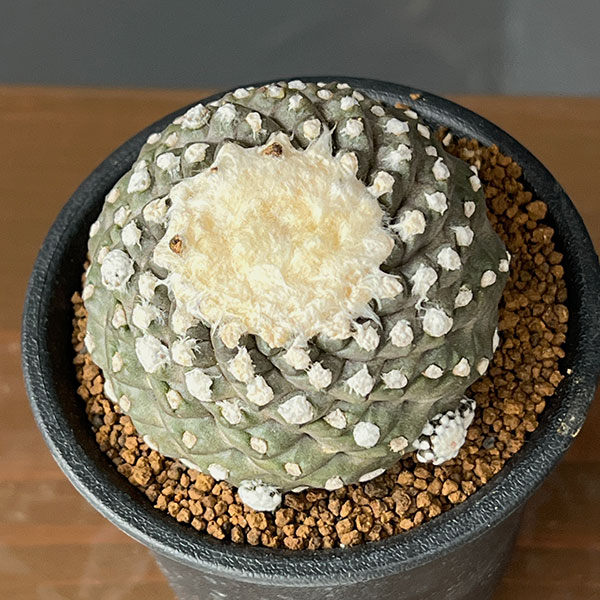 サボテン:コピアポアテヌイシマ(カキコ株) 3号鉢植え