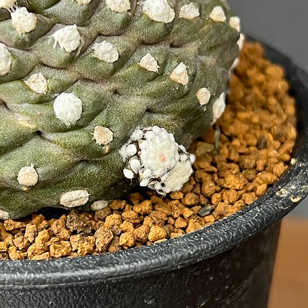 サボテン:コピアポアテヌイシマ(カキコ株) 3号鉢植え