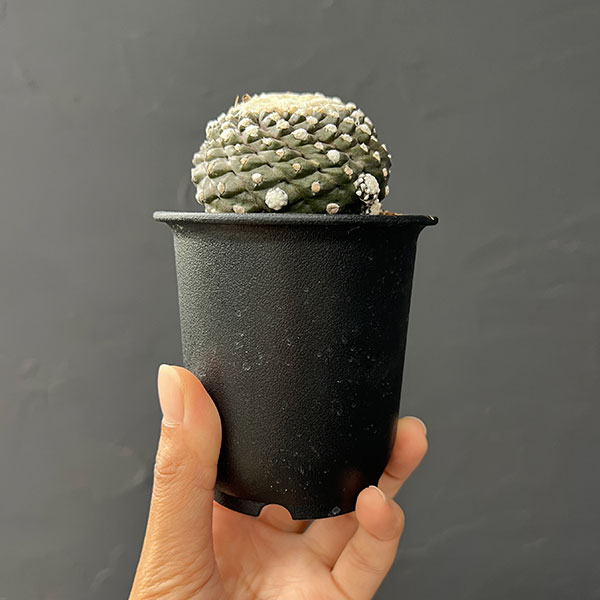 サボテン:コピアポアテヌイシマ(カキコ株) 3号鉢植え