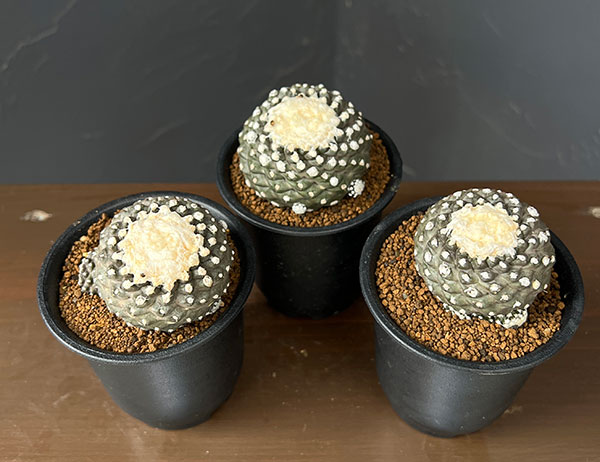 サボテン:コピアポアテヌイシマ(カキコ株) 3号鉢植え