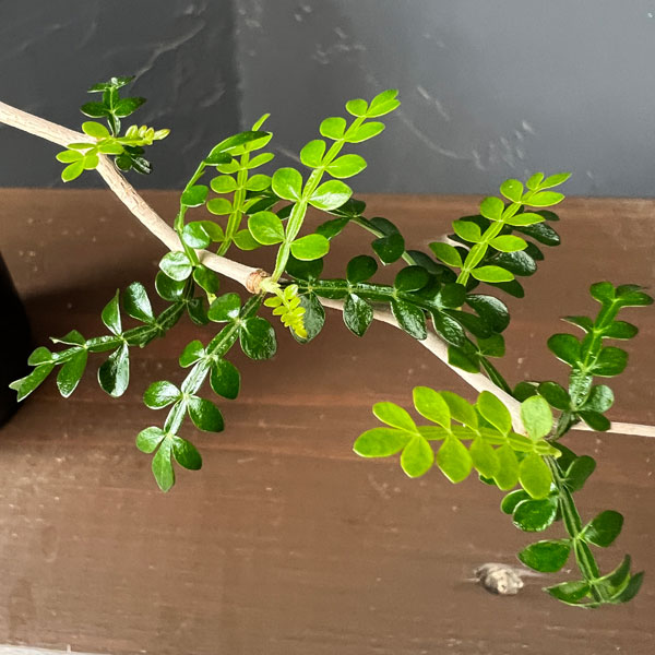 オペルクリカリア：パキプス（根挿し・ちょっと大きめ） 3号鉢植え