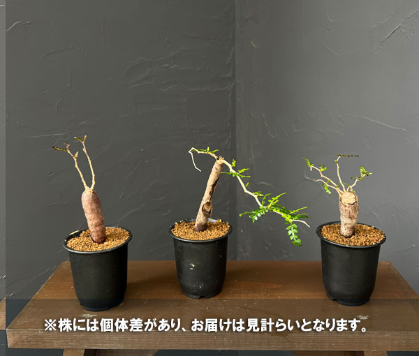 オペルクリカリア：パキプス（根挿し・ちょっと大きめ） 3号鉢植え