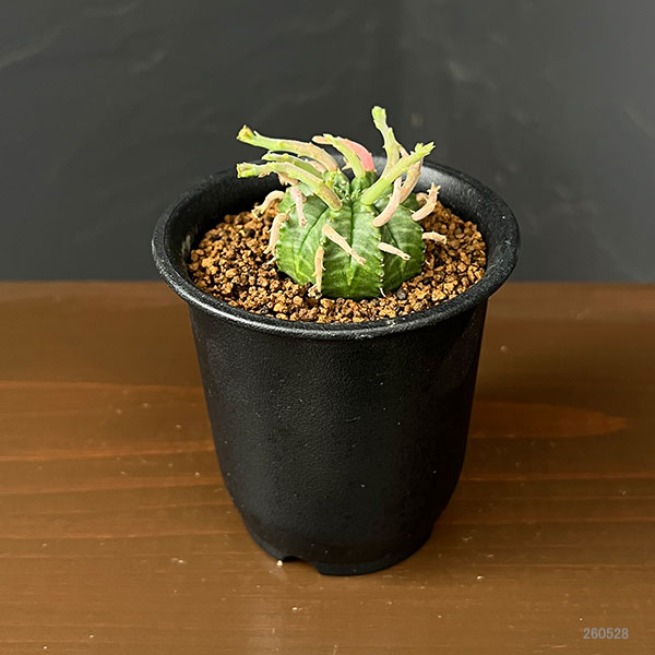 ユーフォルビア：スーパーバリダ（カクト・ロコ実生特選株）　3号鉢植え26-01