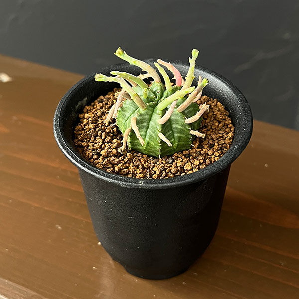 ユーフォルビア：スーパーバリダ（カクト・ロコ実生特選株）　3号鉢植え26-01