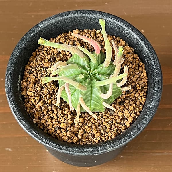 ユーフォルビア：スーパーバリダ（カクト・ロコ実生特選株）　3号鉢植え26-01