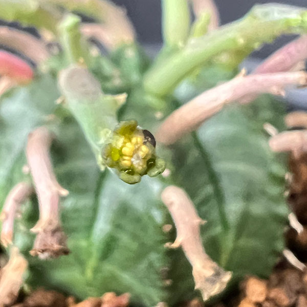 ユーフォルビア：スーパーバリダ（カクト・ロコ実生特選株）　3号鉢植え26-01