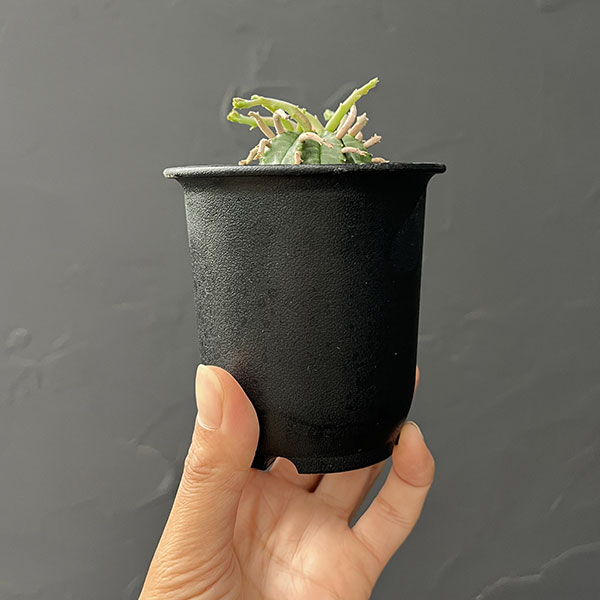ユーフォルビア：スーパーバリダ（カクト・ロコ実生特選株）　3号鉢植え26-01