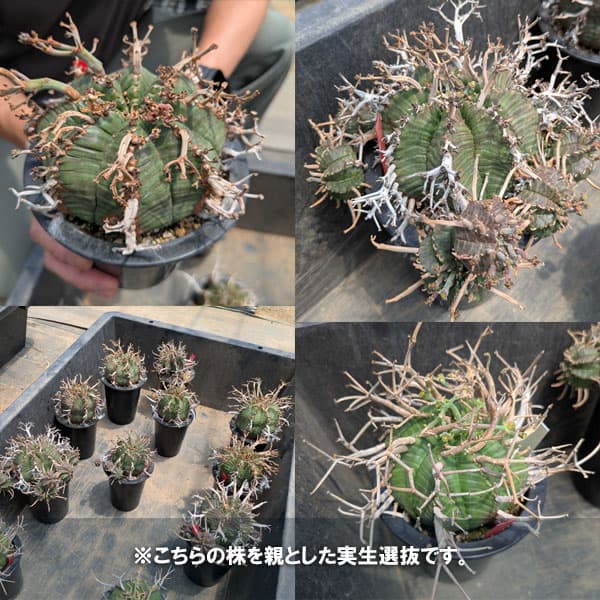 ユーフォルビア:スーパーバリダ(カクト・ロコ実生特選株) 3号鉢植え26-05