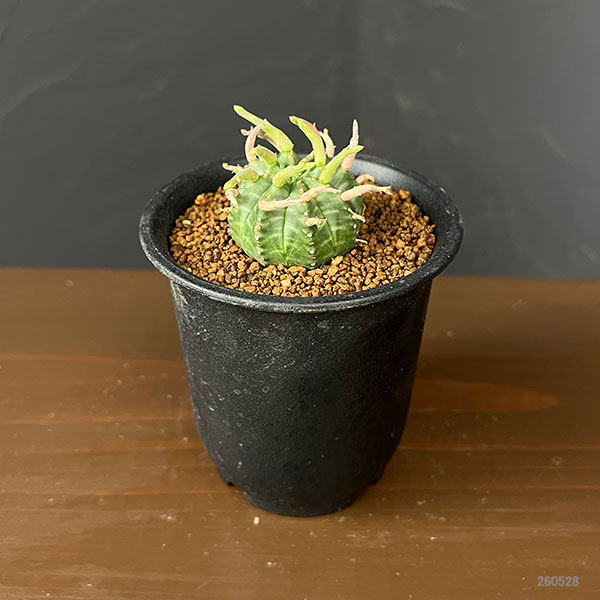 ユーフォルビア:スーパーバリダ(カクト・ロコ実生特選株) 3号鉢植え26-02