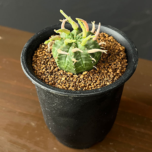 ユーフォルビア:スーパーバリダ(カクト・ロコ実生特選株) 3号鉢植え26-02