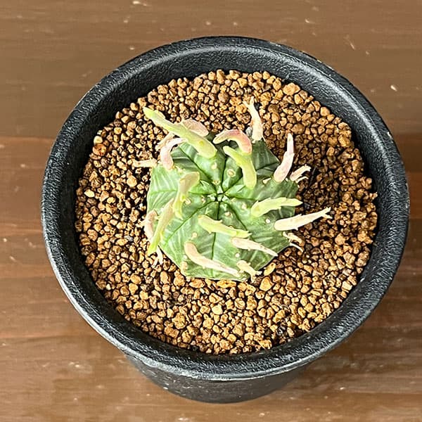 ユーフォルビア:スーパーバリダ(カクト・ロコ実生特選株) 3号鉢植え26-02