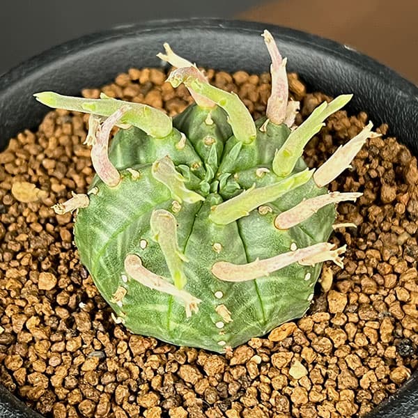 ユーフォルビア:スーパーバリダ(カクト・ロコ実生特選株) 3号鉢植え26-02