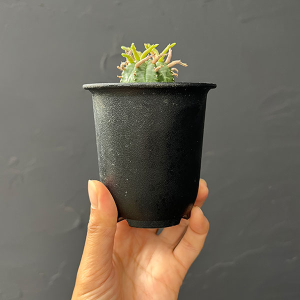 ユーフォルビア:スーパーバリダ(カクト・ロコ実生特選株) 3号鉢植え26-02